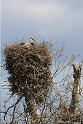 Cigogne blanche