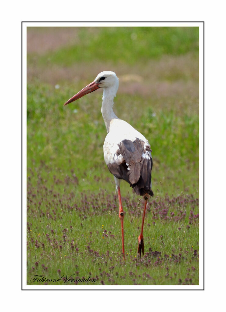 Cigogne blanche