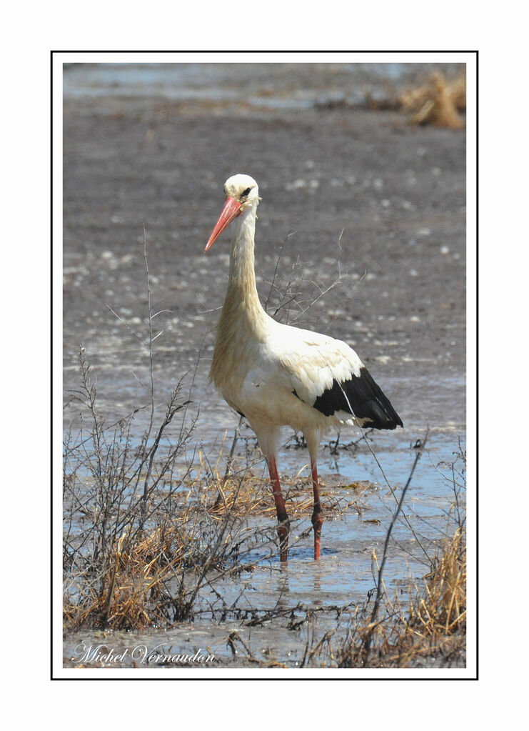 White Stork