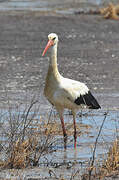 White Stork