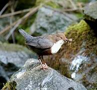 White-throated Dipper