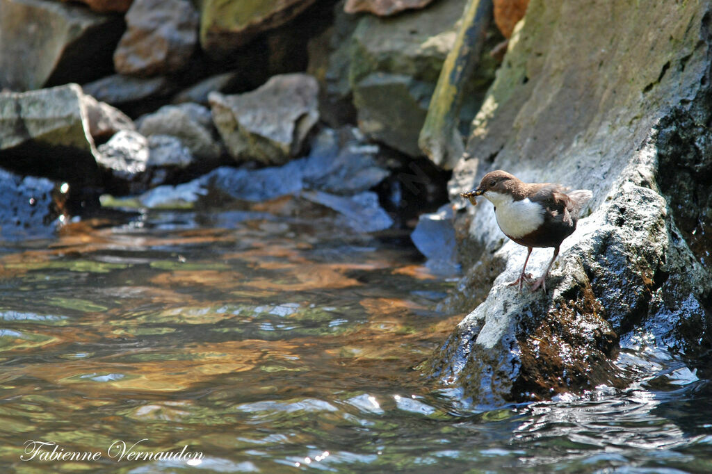 White-throated Dipperadult