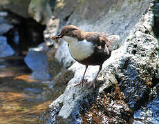 White-throated Dipper