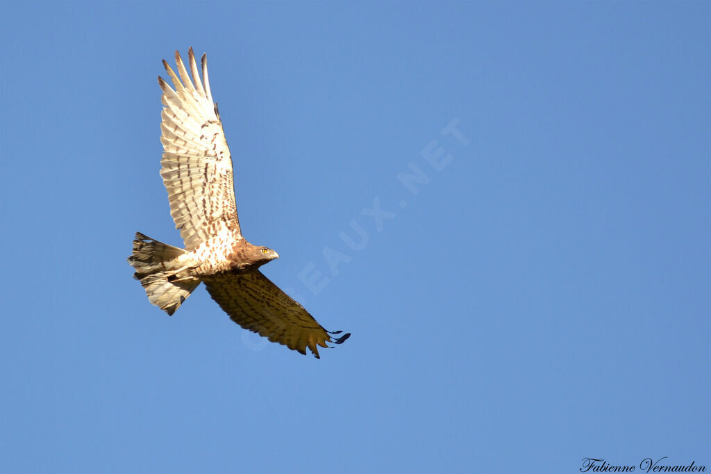 Short-toed Snake Eagle female adult