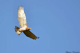 Short-toed Snake Eagle