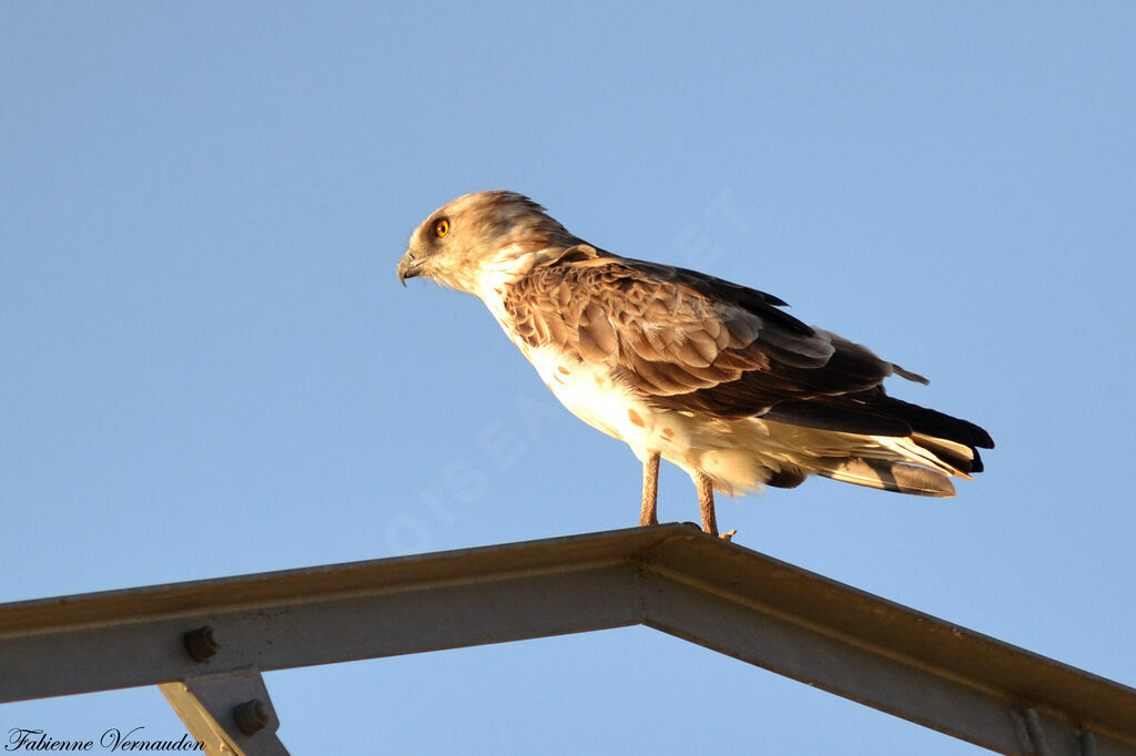 Short-toed Snake Eagle male adult