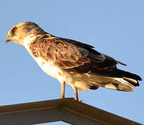 Short-toed Snake Eagle