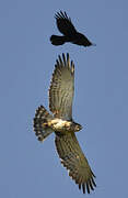 Short-toed Snake Eagle