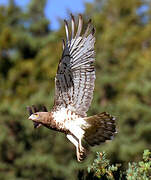 Short-toed Snake Eagle