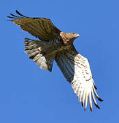 Short-toed Snake Eagle