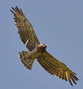 Short-toed Snake Eagle