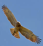 Short-toed Snake Eagle