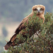 Short-toed Snake Eagle