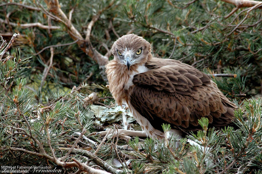 Short-toed Snake Eaglejuvenile, identification