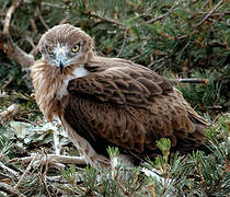 Short-toed Snake Eagle