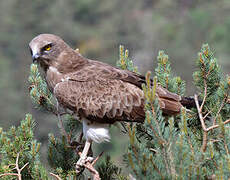 Short-toed Snake Eagle