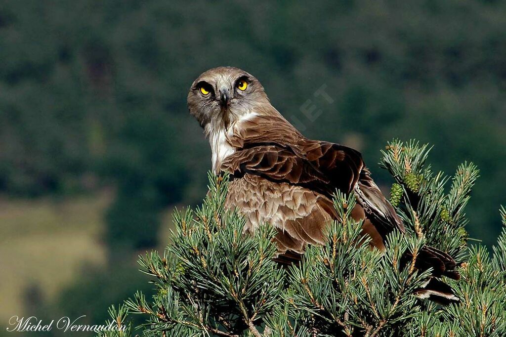 Short-toed Snake Eagle male adult