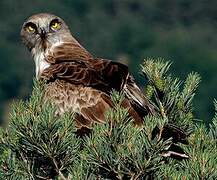 Short-toed Snake Eagle