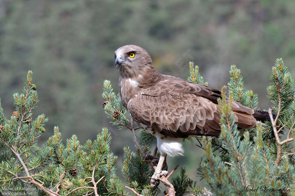 Short-toed Snake Eagle female adult, identification, Reproduction-nesting