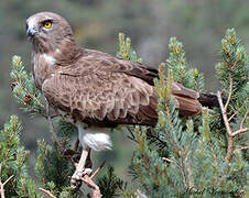 Short-toed Snake Eagle