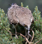 Short-toed Snake Eagle