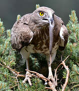 Short-toed Snake Eagle