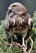 Short-toed Snake Eagle