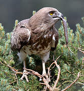 Short-toed Snake Eagle