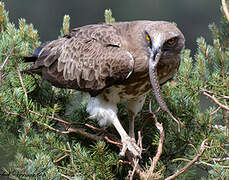 Short-toed Snake Eagle