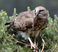 Short-toed Snake Eagle