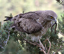 Short-toed Snake Eagle