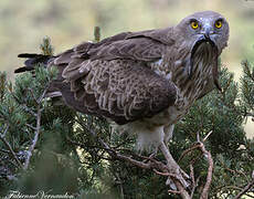 Short-toed Snake Eagle