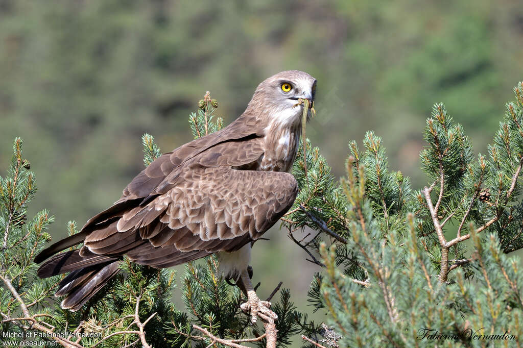 Short-toed Snake Eagle male adult, identification