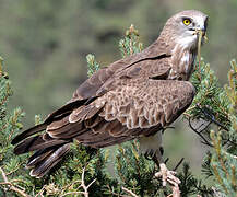 Short-toed Snake Eagle