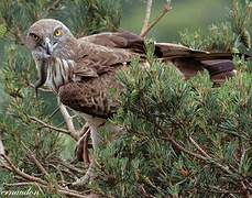 Short-toed Snake Eagle