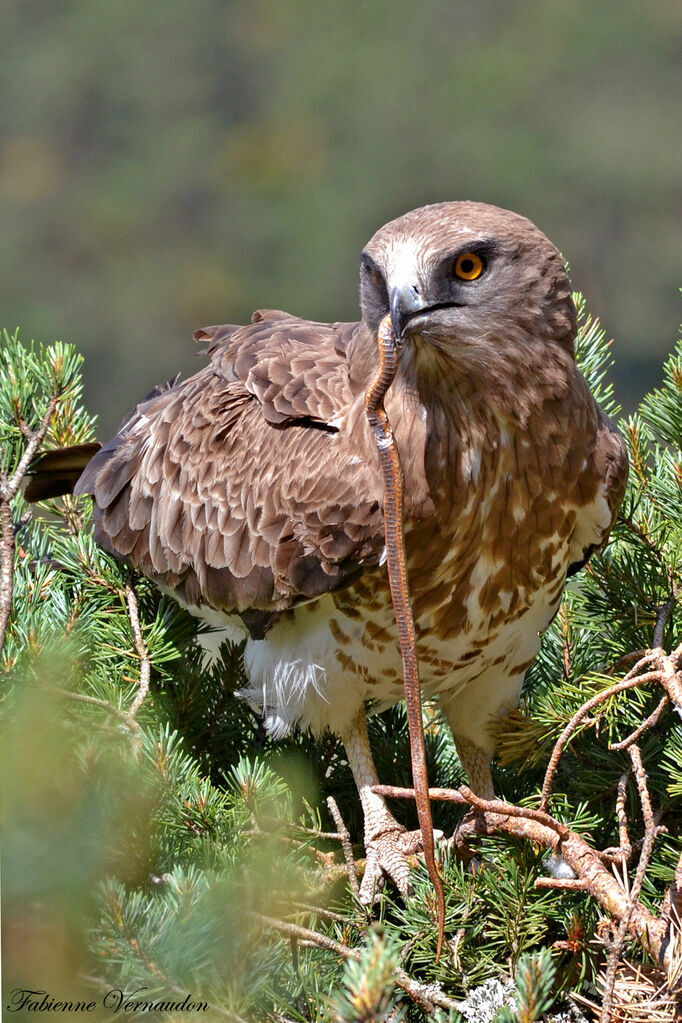 Short-toed Snake Eagle female adult, Reproduction-nesting