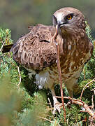 Short-toed Snake Eagle