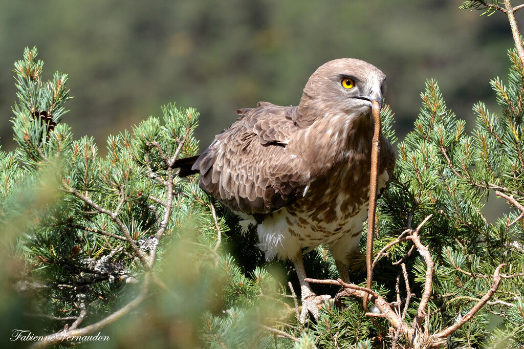 Short-toed Snake Eagle female adult, Reproduction-nesting