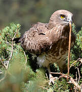 Short-toed Snake Eagle