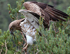 Short-toed Snake Eagle