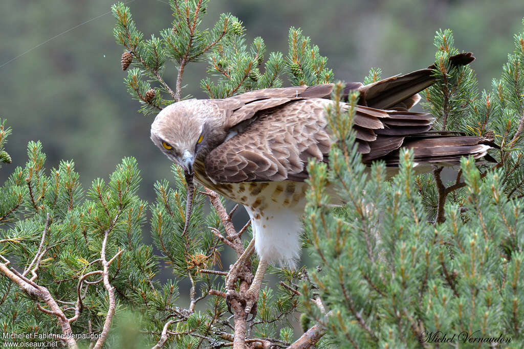 Short-toed Snake Eagle male adult, pigmentation, feeding habits, Behaviour