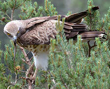 Short-toed Snake Eagle