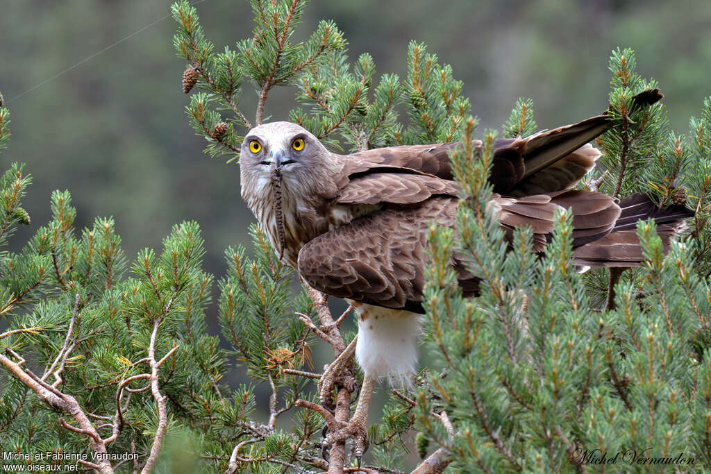 Short-toed Snake Eagle male adult, feeding habits, Reproduction-nesting