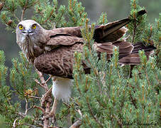 Short-toed Snake Eagle