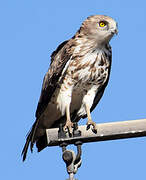 Short-toed Snake Eagle