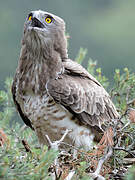 Short-toed Snake Eagle