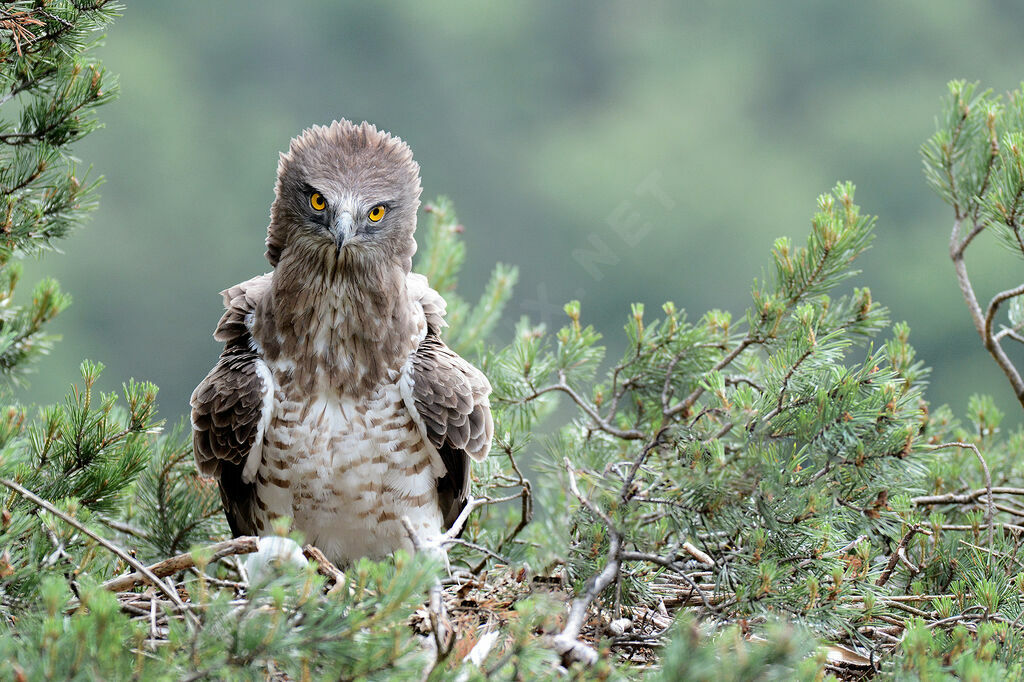 Short-toed Snake Eagle female adult