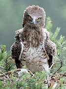 Short-toed Snake Eagle