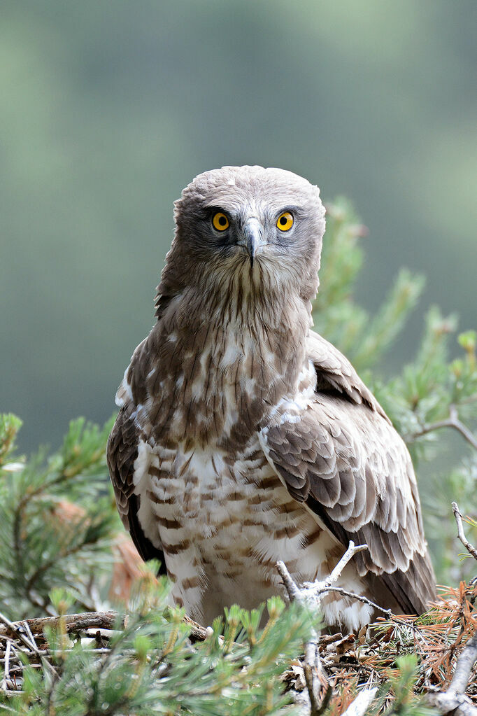 Short-toed Snake Eagle female adult