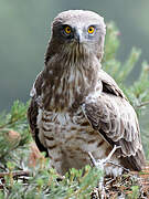 Short-toed Snake Eagle